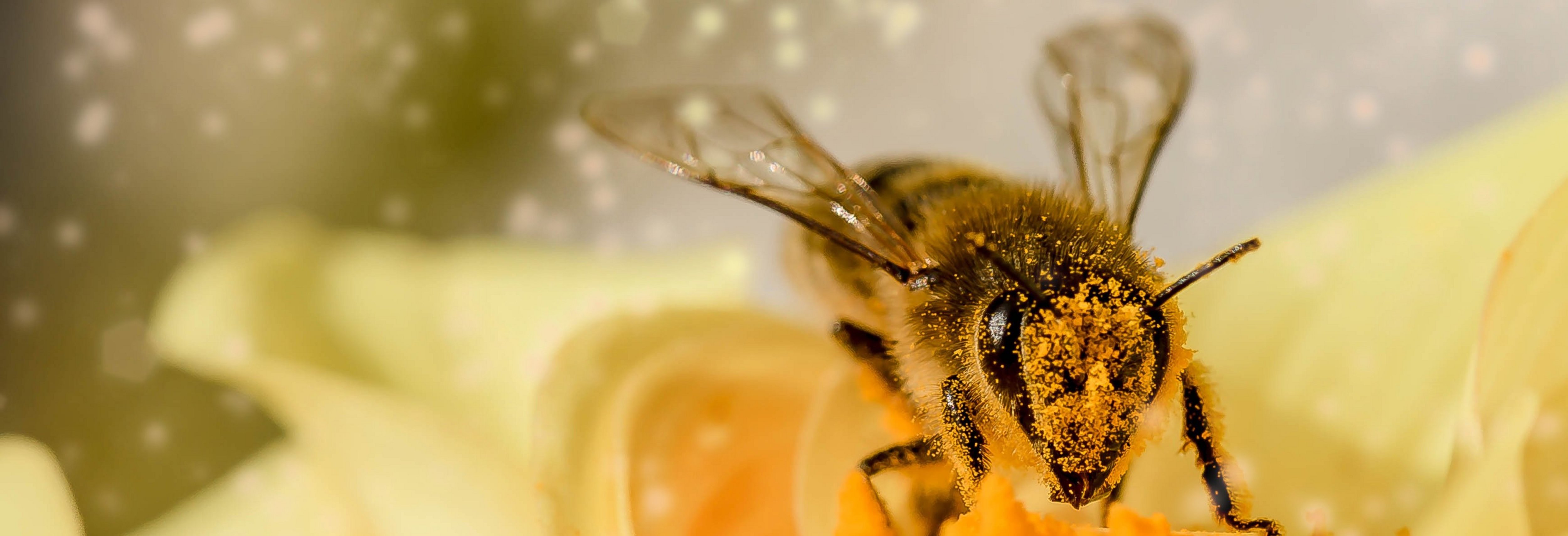bee-1726659
